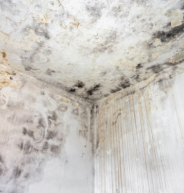 mold on an interior wall